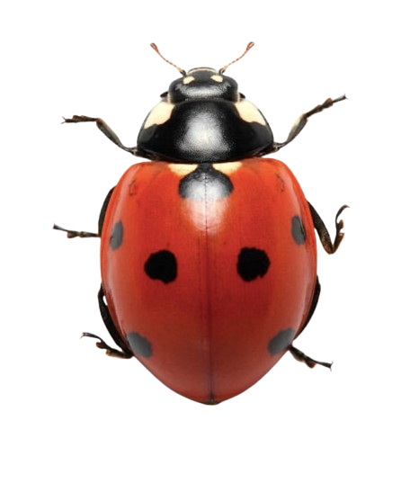 Ladybug
